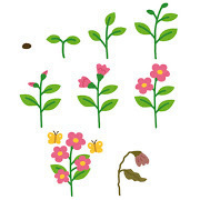 thumbnail_flower_seichou.jpg